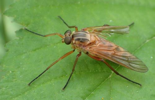Réf. 209 998 : Rhagio tringarius